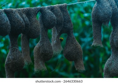 A long line of intricately crafted baya weaver bird nests hanging from a rope with birds perched among them. Captured in a natural green field setting.