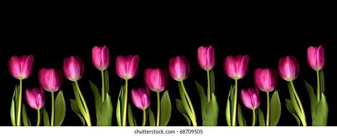 a long line of pink tulips on black