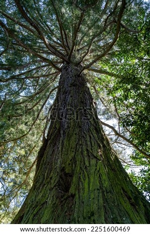 Long and mossy tree trunk of huge mammoth trees