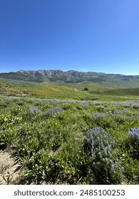 Long mountain range with flower forefront
