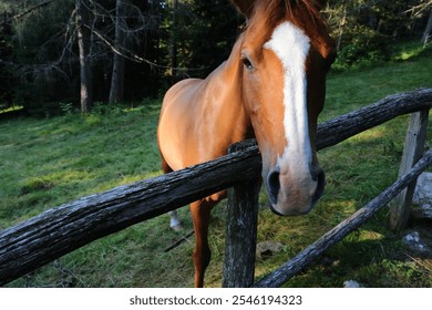 long muzzle of the white and brown horse behind the fence of the enclosure in the middle of the forest - Powered by Shutterstock