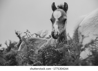 The Long Mynd Wild Ponies