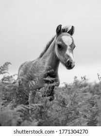 The Long Mynd Wild Ponies