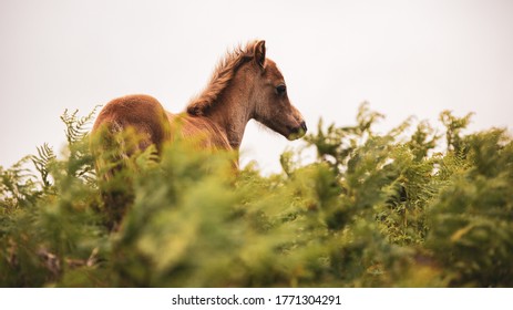 The Long Mynd Wild Ponies