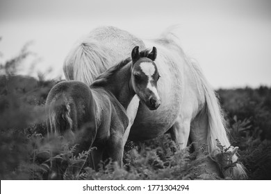 The Long Mynd Wild Ponies