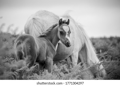 The Long Mynd Wild Ponies