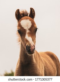 The Long Mynd Wild Ponies