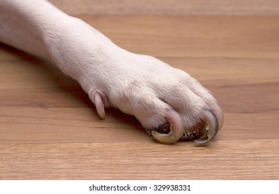 Long Nail Dog Feet With Problem