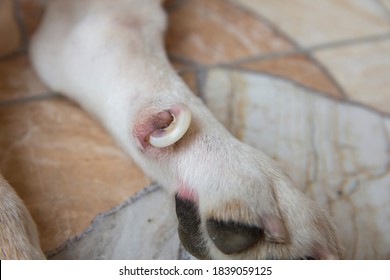 Long nail dog feet with stabbed into its own legs. Wounds caused by long nails. Selective focus.