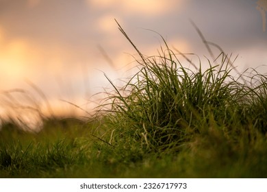 Sweet grass braid (Hierochloe odorata), also called vanilla grass