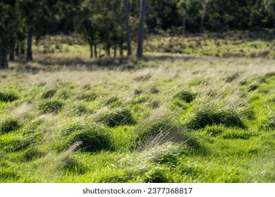 long native grasses on a regenerative agricultural farm. pasture in a grassland in the bush in australia in spring in australia at dusk