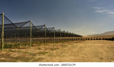 A long neat row of dark apple nets protecting the apple trees