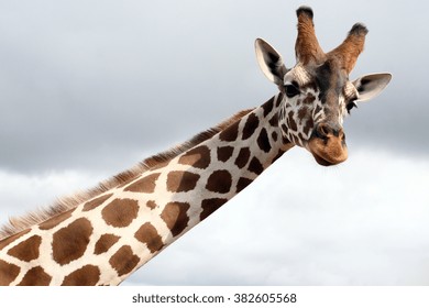 the long neck of the giraffe