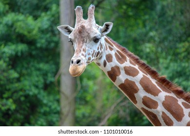 Long Neck Girrafe