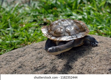 2,151 Long neck turtle Images, Stock Photos & Vectors | Shutterstock