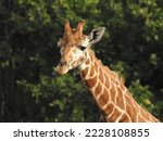 Long nek Giraffe Nikon p900
