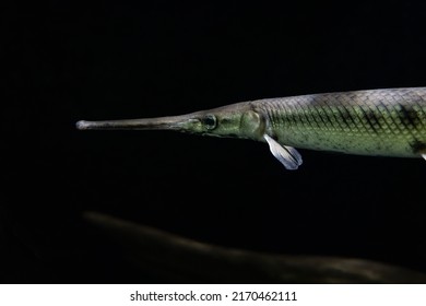 Long Nose Gar Fish Swimming In A Fish Tank Gets A Close Up