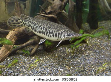 Long Nose Gar
These Fish Inhabit The Waters Of North America. Elongated Body And Long, Dotted With Rare And Very Sharp Teeth Mouth. It Is Found In Freshwater Ponds And Reaches Enormous Size.