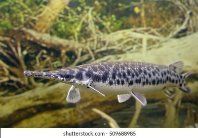 Long Nose Gar
These Fish Inhabit The Waters Of North America. Elongated Body And Long, Dotted With Rare And Very Sharp Teeth Mouth. It Is Found In Freshwater Ponds And Reaches Enormous Size.