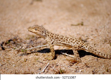 long nosed leopard lizard