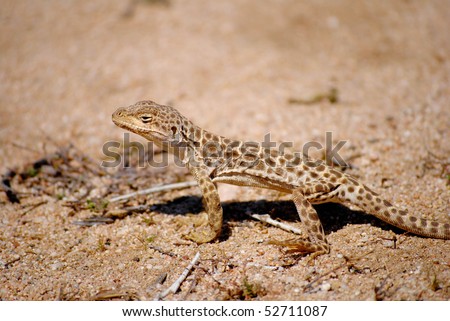 long nosed leopard lizard