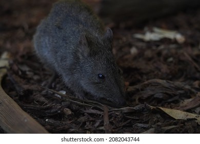 Long Nosed Potoroo In The Garden