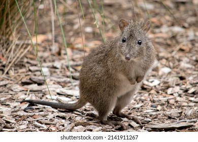 the long nosed potoroo is a small marsupial, it is grey and brown with brown eyes and long tail
