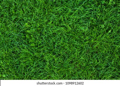 Long Not Cutted Lawn Texture. Long Grass In Park, Overhead Shot. Not Mowed Grass. Uncared Green. Mound Without Maintenance. Overgrown Turf. Oversized Grass Structure. Squalid Sward. Neglectful	 Grass.