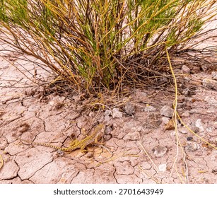 Long Nozed Leopard Lizard on The Red Soil at The Paria Rainbow Mountains, Grand Staircase- Escalante National Monument, Utah, USA