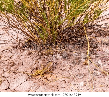 Long Nozed Leopard Lizard on The Red Soil at The Paria Rainbow Mountains, Grand Staircase- Escalante National Monument, Utah, USA