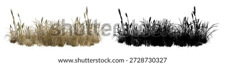 Long Patch of Dry Yellow Meadow Grass and Tall Reeds Isolated on White Background