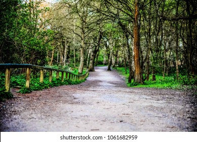 Long Path In Sherwood Forest