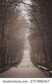 A long path stretches between trees with no leaves during a cloudy day. The ground is paved, and birds are present. Green bushes line the sides of the path, creating a natural setting
