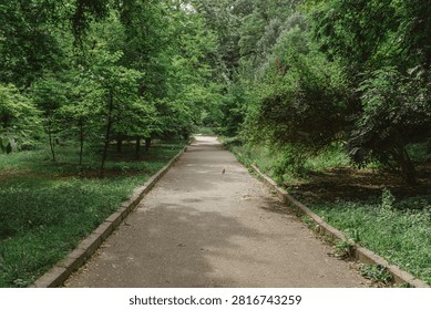 Long paved path stretches through dense green park with tall trees lining both sides, pigeon on path, grass verges, and dappled light.
