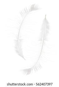 Long Peacock Feathers Isolated On White Stock Photo 562407397 ...