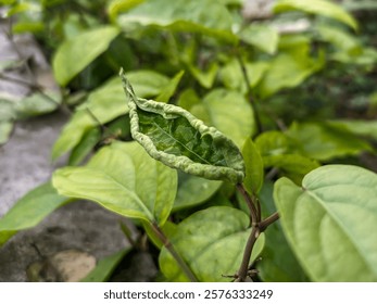 Long pepper or Java chili leaves infected with leaf curl virus from thrips pests