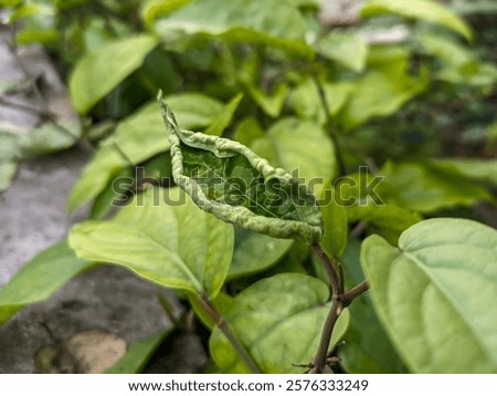 Long pepper or Java chili leaves infected with leaf curl virus from thrips pests