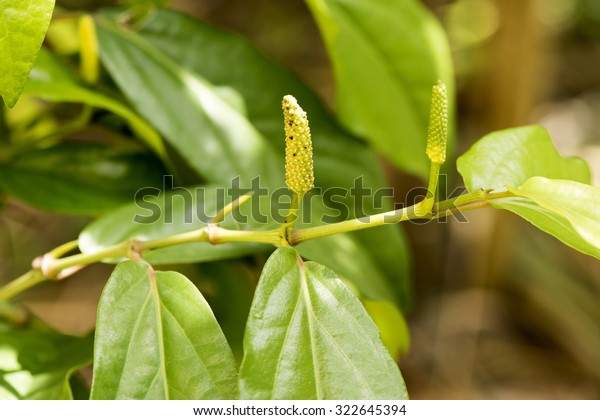 Long Pepper Tree Stock Photo 322645394 | Shutterstock