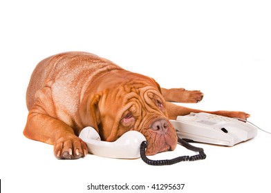 Long Phonecall Of A Sad Dog