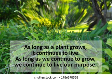 As Long As A Plant Grows, It Continues To Live. As Long As We Continue To Grow, We Continue To Live Our Purpose. Inspirational Motivational Words Sign On Green Plants Background At Sunset With Light.