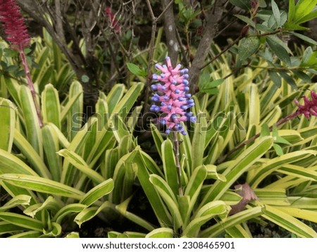 Long purple flowers Aechmea caudata with green leaves in the garden
