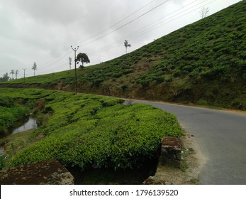 Long Range View Of Curved Road With Tea Plantations