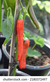 Long Red Hot Pepperoni In The Plant