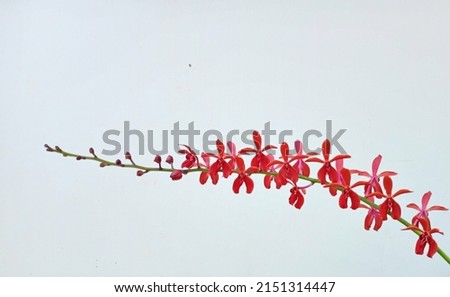 Long red orchid flowers on a white ling ground.