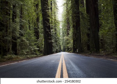 Long Road Going Through The Redwoods