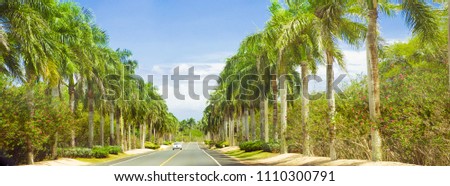 Long road lined with palm trees and blue sky