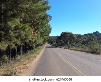 A long road with pine trees