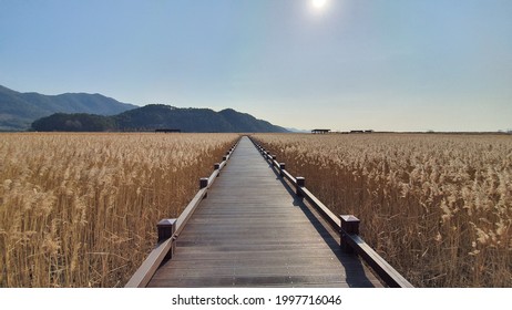 A long road through the reed forest of the wetland
