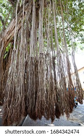 The Long Roots Of The Star Anise Tree Descend From Top To Bottom.