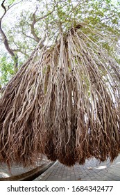 The Long Roots Of The Star Anise Tree Descend From Top To Bottom.